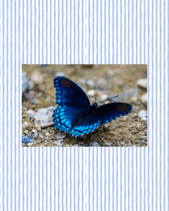 一只蓝色蝴蝶停在土壤上,展示出鲜艳的翅膀图案和细致的纹路。